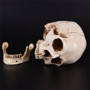 Resin Skull Human Anatomical Anatomy Head Medical Model Ghost Evil Figurine