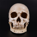 Resin Skull Human Anatomical Anatomy Head Medical Model Ghost Evil Figurine