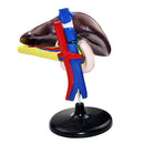 10.6-Inch PVC Human Liver Pancreas Duodenum Model for Medical Learning Lab Supplies