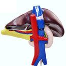 10.6-Inch PVC Human Liver Pancreas Duodenum Model for Medical Learning Lab Supplies