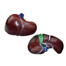 10.6-Inch PVC Human Liver Pancreas Duodenum Model for Medical Learning Lab Supplies