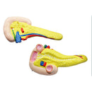 10.6-Inch PVC Human Liver Pancreas Duodenum Model for Medical Learning Lab Supplies