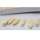 Tooth 32 pcs 1:1 Demonstration Permanent Teeth Teach Study Model