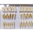 Tooth 32 pcs 1:1 Demonstration Permanent Teeth Teach Study Model