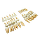 Tooth 32 pcs 1:1 Demonstration Permanent Teeth Teach Study Model