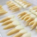 Tooth 32 pcs 1:1 Demonstration Permanent Teeth Teach Study Model