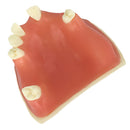 Upper Jaw Sinus Lift Implants Restoration Tooth Practice Model Dental Mold 2.36Ã—2.36Ã—1.57 inch
