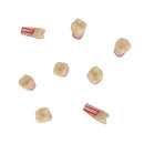 Dentistry Exam Open Pulp Root Canal Model in Vitro Dental Pulp Cavity 0.4Ã—0.4Ã—1.6 inches