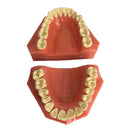 Dental Teaching Adult Standard Typodont Demonstration Teeth Model