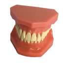 Dental Teaching Adult Standard Typodont Demonstration Teeth Model