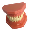 Dental Teaching Adult Standard Typodont Demonstration Teeth Model