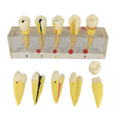 Teeth Pulp Disease Clinical Model for Teeth Teaching Learning