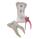 Teeth Crystal Base Teeth Tooth Model Single Teeth Model
