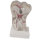 Teeth Crystal Base Teeth Tooth Model Single Teeth Model