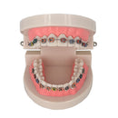 Typodont Demonstration Teeth Model Orthodontic Tooth Model with Bracket