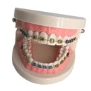 Typodont Demonstration Teeth Model Orthodontic Tooth Model with Bracket