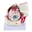 Magnification 3x Human Eye Anatomical Model Anatomy Medical Teaching Tool