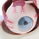 Magnification 3x Human Eye Anatomical Model Anatomy Medical Teaching Tool