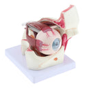 Magnification 3x Human Eye Anatomical Model Anatomy Medical Teaching Tool