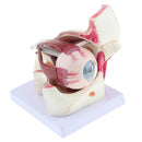 Magnification 3x Human Eye Anatomical Model Anatomy Medical Teaching Tool