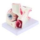 Magnification 3x Human Eye Anatomical Model Anatomy Medical Teaching Tool