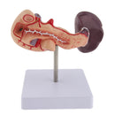 Premium Life Size Anatomical Pancreas, Duodenum, Spleen Model With Base - Human Anatomy