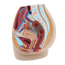 Lifesize PVC 1:1 Human Female Pelvic Cavity Reproductive & Urinary System