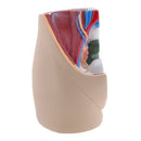 Lifesize PVC 1:1 Human Female Pelvic Cavity Reproductive & Urinary System