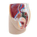 Lifesize PVC 1:1 Human Female Pelvic Cavity Reproductive & Urinary System