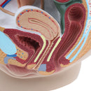 Lifesize PVC 1:1 Human Female Pelvic Cavity Reproductive & Urinary System