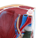 Lifesize PVC 1:1 Human Female Pelvic Cavity Reproductive & Urinary System