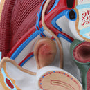 Lifesize PVC 1:1 Human Female Pelvic Cavity Reproductive & Urinary System
