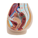 Lifesize PVC 1:1 Human Female Pelvic Cavity Reproductive & Urinary System