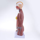 45cm Male Human Torso Body Anatomical Model Anatomy Medical Teaching Tool, 23 Parts