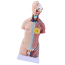 45cm Male Human Torso Body Anatomical Model Anatomy Medical Teaching Tool, 23 Parts