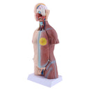 45cm Male Human Torso Body Anatomical Model Anatomy Medical Teaching Tool, 23 Parts