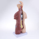 45cm Male Human Torso Body Anatomical Model Anatomy Medical Teaching Tool, 23 Parts