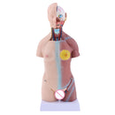 45cm Male Human Torso Body Anatomical Model Anatomy Medical Teaching Tool, 23 Parts
