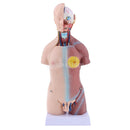 45cm Male Human Torso Body Anatomical Model Anatomy Medical Teaching Tool, 23 Parts