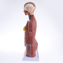 42cm Female Human Torso Body Anatomical Model Anatomy Medical Teaching Tool