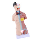 42cm Female Human Torso Body Anatomical Model Anatomy Medical Teaching Tool