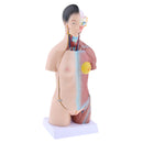 42cm Female Human Torso Body Anatomical Model Anatomy Medical Teaching Tool