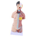 42cm Female Human Torso Body Anatomical Model Anatomy Medical Teaching Tool