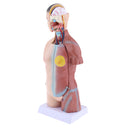 42cm Female Human Torso Body Anatomical Model Anatomy Medical Teaching Tool