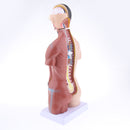 42cm Female Human Torso Body Anatomical Model Anatomy Medical Teaching Tool