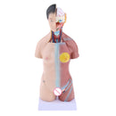 42cm Female Human Torso Body Anatomical Model Anatomy Medical Teaching Tool