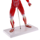 Anatomical Muscular Human Figure Model Medical Anatomy Skeleton Detail Muscle Structure