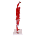 Anatomical Muscular Human Figure Model Medical Anatomy Skeleton Detail Muscle Structure