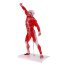 Anatomical Muscular Human Figure Model Medical Anatomy Skeleton Detail Muscle Structure