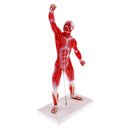 Anatomical Muscular Human Figure Model Medical Anatomy Skeleton Detail Muscle Structure
